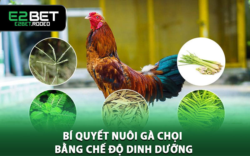 Bí quyết nuôi gà chọi bằng chế độ dinh dưỡng