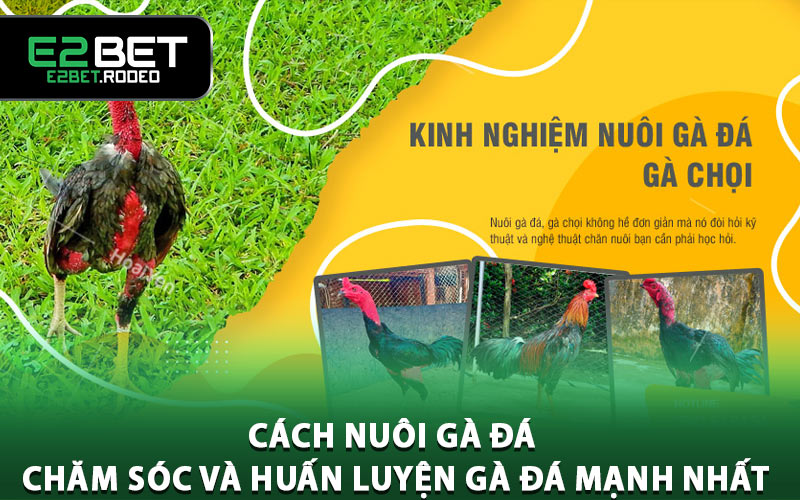 Cách Nuôi Gà Đá - Chăm Sóc và Huấn Luyện Gà Đá Mạnh Nhất