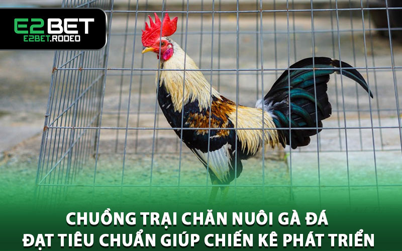 Chuồng trại chăn nuôi gà đá đạt tiêu chuẩn giúp chiến kê phát triển