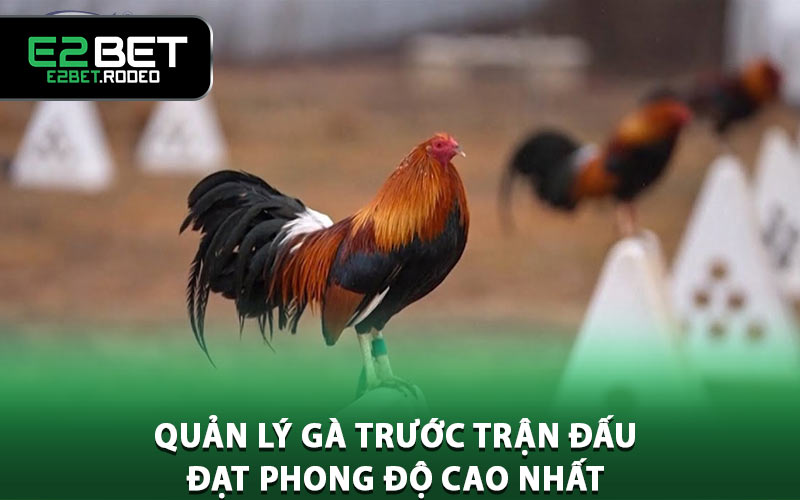 Quản lý gà trước trận đấu nhằm đạt phong độ cao nhất