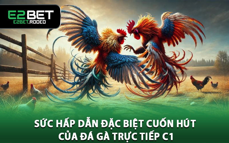 Sức hấp dẫn đặc biệt cuốn hút của đá gà trực tiếp C1